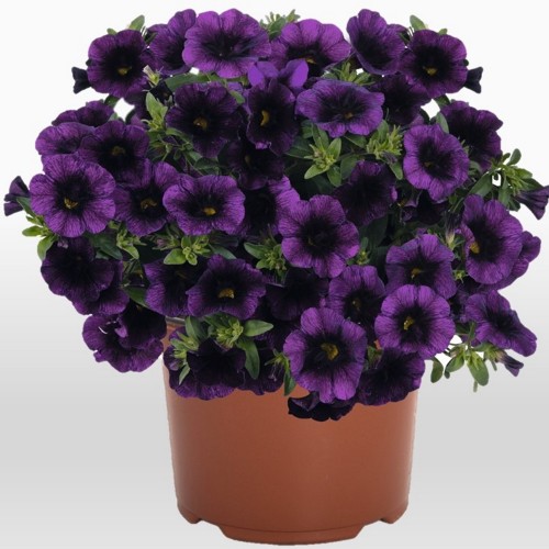 Calibrachoa 'Aloha Kona Midnight Purple' - Puispetuunia 'Aloha Kona Midnight Purple' P9/0,55L